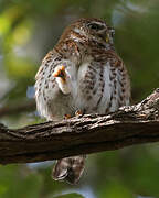 Cuban Pygmy Owl