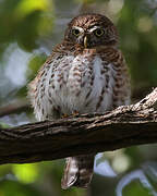 Cuban Pygmy Owl