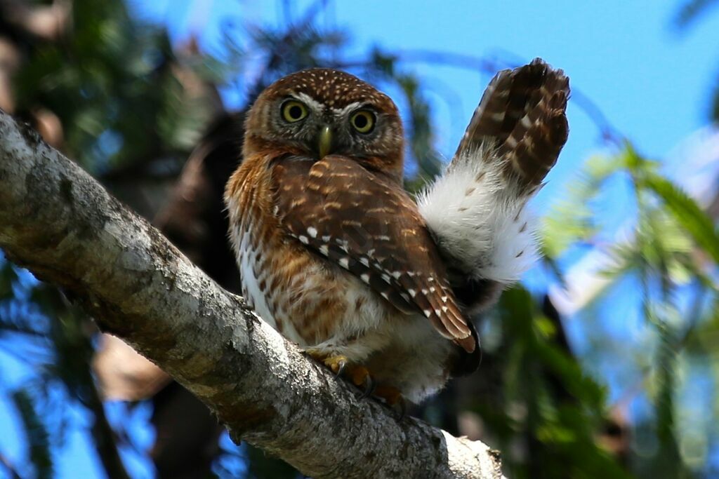 Cuban Pygmy Owl