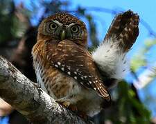 Cuban Pygmy Owl