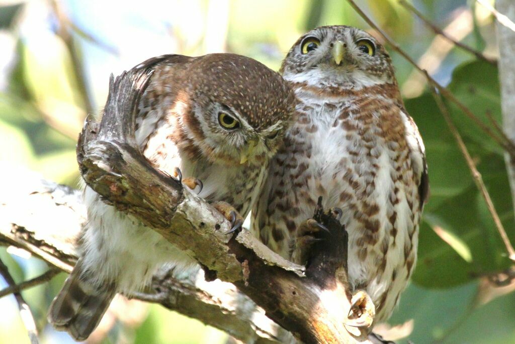 Cuban Pygmy Owl