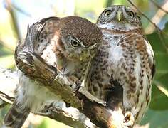 Cuban Pygmy Owl