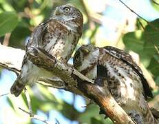 Cuban Pygmy Owl