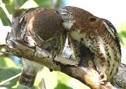 Cuban Pygmy Owl