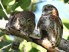 Cuban Pygmy Owl