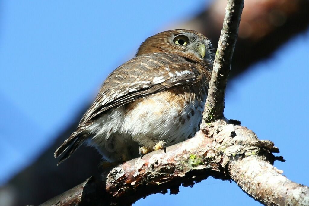 Cuban Pygmy Owl