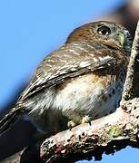 Cuban Pygmy Owl