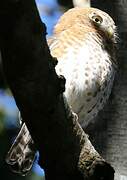 Cuban Pygmy Owl