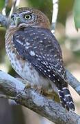 Cuban Pygmy Owl