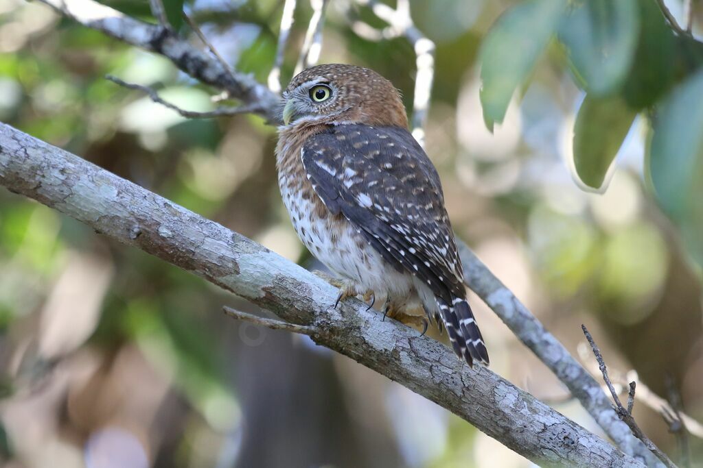 Cuban Pygmy Owl