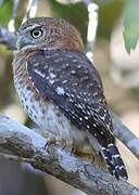 Cuban Pygmy Owl