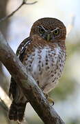 Cuban Pygmy Owl