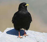 Alpine Chough