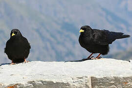 Alpine Chough