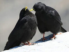 Alpine Chough