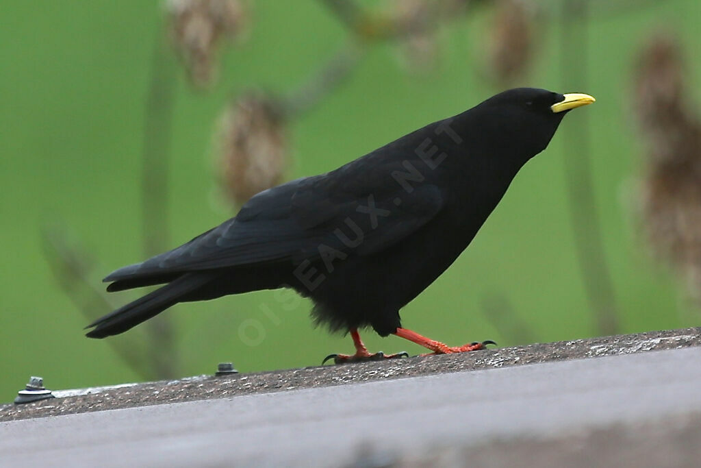 Chocard à bec jaune