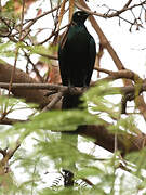 Long-tailed Glossy Starling