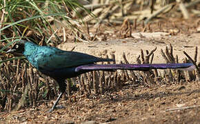 Long-tailed Glossy Starling