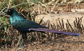 Long-tailed Glossy Starling