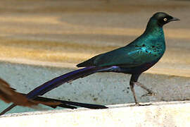 Long-tailed Glossy Starling