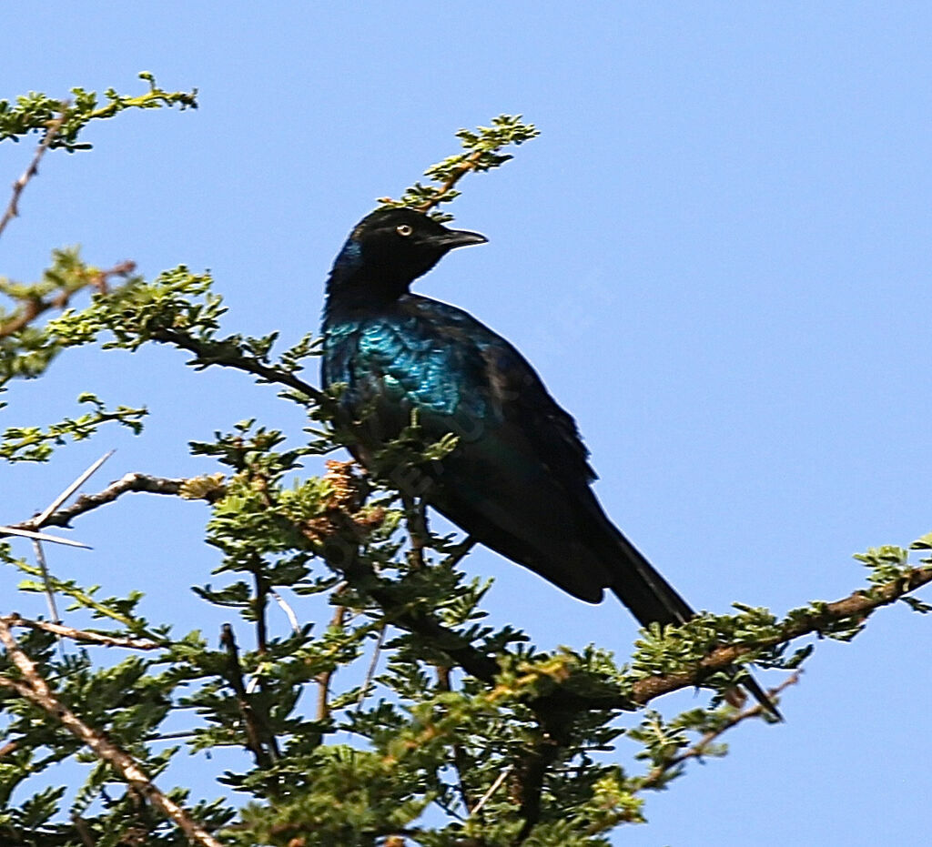 Rüppell's Starling