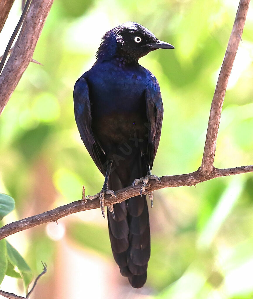 Rüppell's Starling
