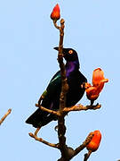 Purple Starling