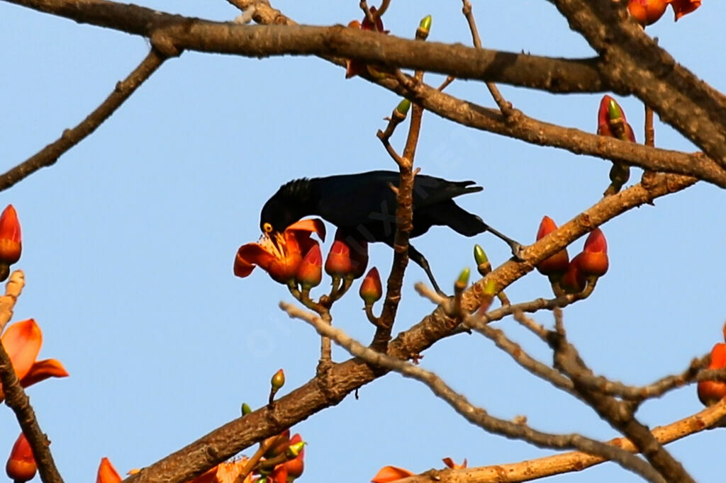 Purple Starling