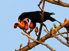 Purple Starling