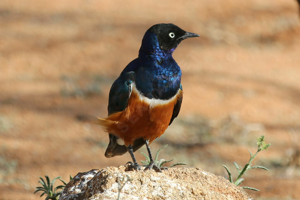 Superb Starling