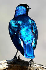 Choucador superbe