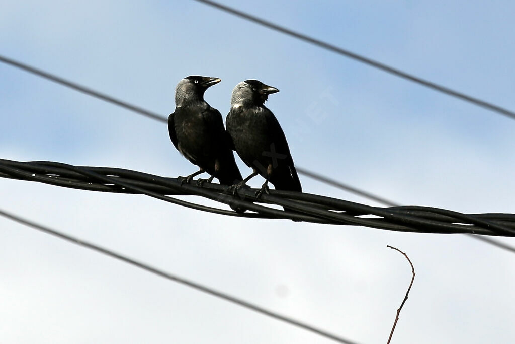 Western Jackdaw