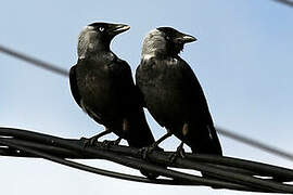 Western Jackdaw