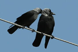 Western Jackdaw