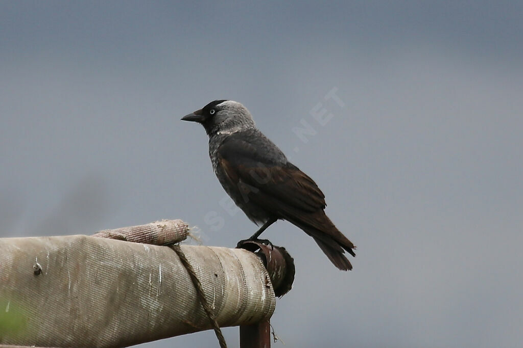 Western Jackdaw