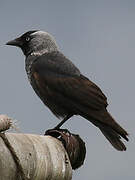 Western Jackdaw