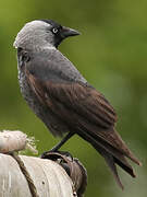 Western Jackdaw