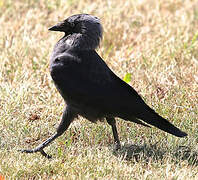 Western Jackdaw