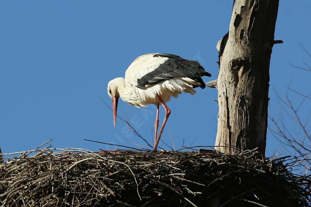 Cigogne blanche