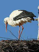 White Stork