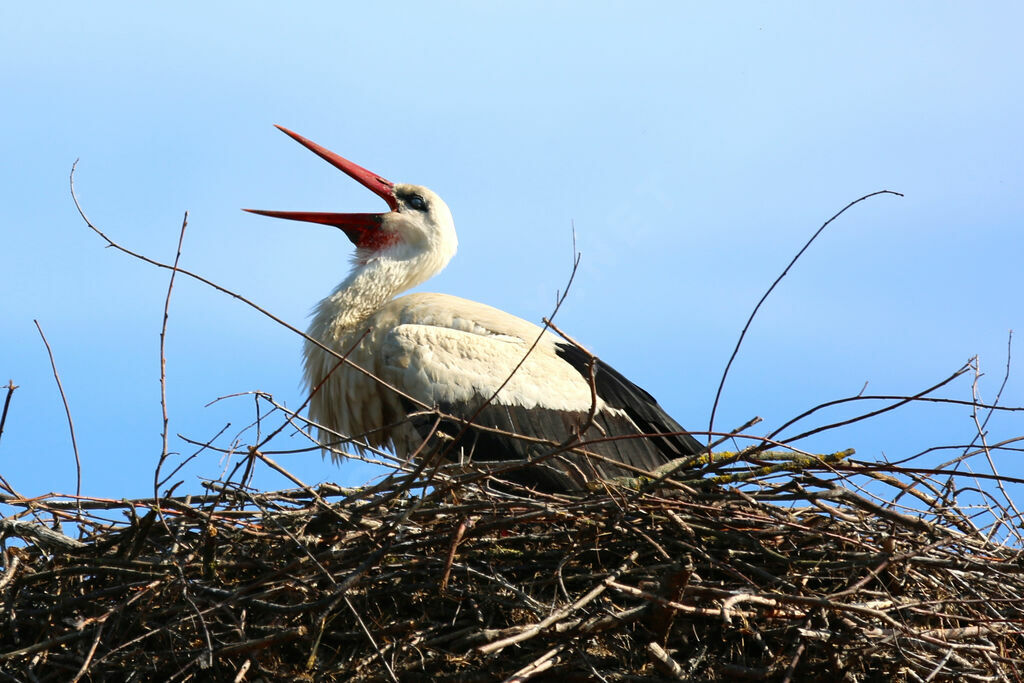 Cigogne blanche