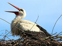 Cigogne blanche