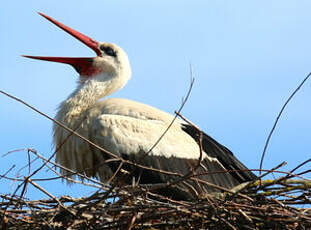 Cigogne blanche