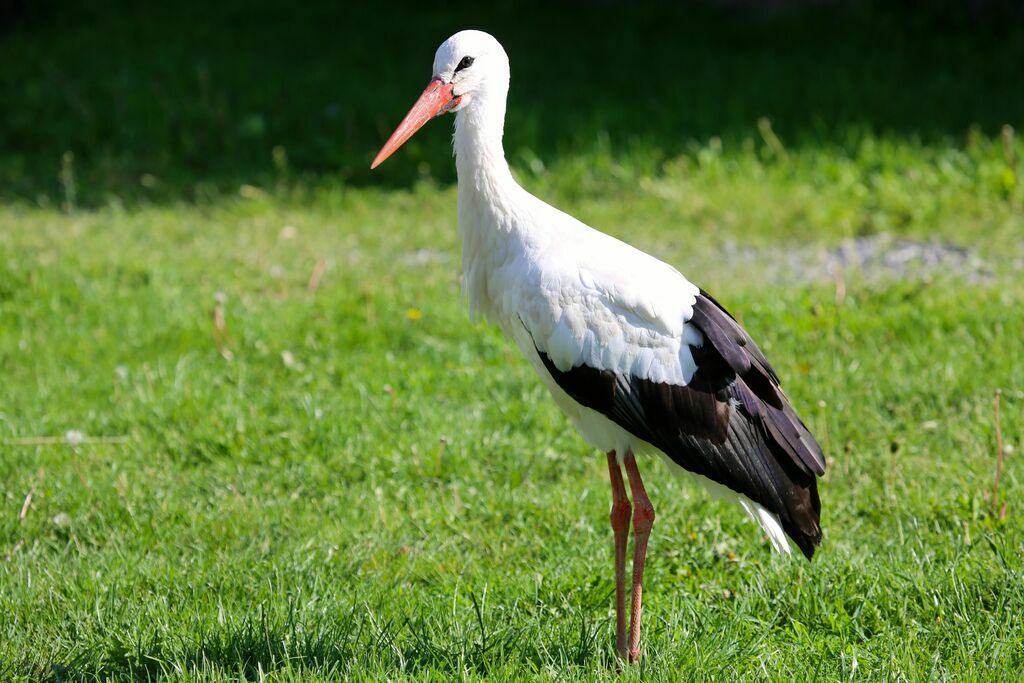 Cigogne blanche