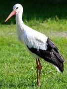 White Stork