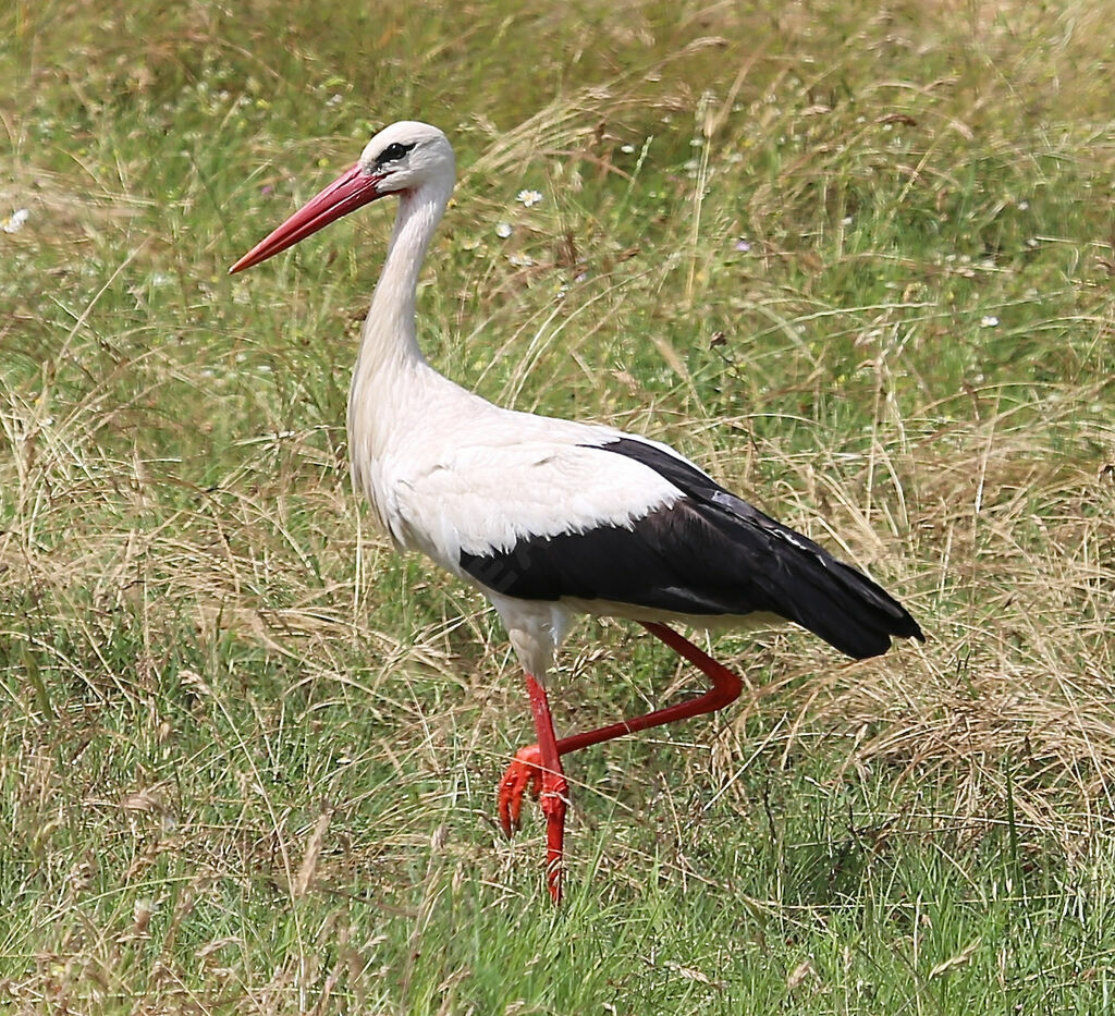 Cigogne blanche