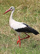 Cigogne blanche