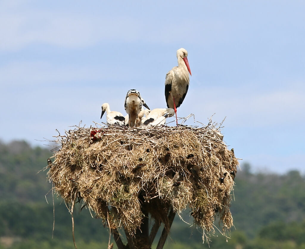 Cigogne blanche