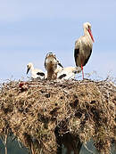 Cigogne blanche