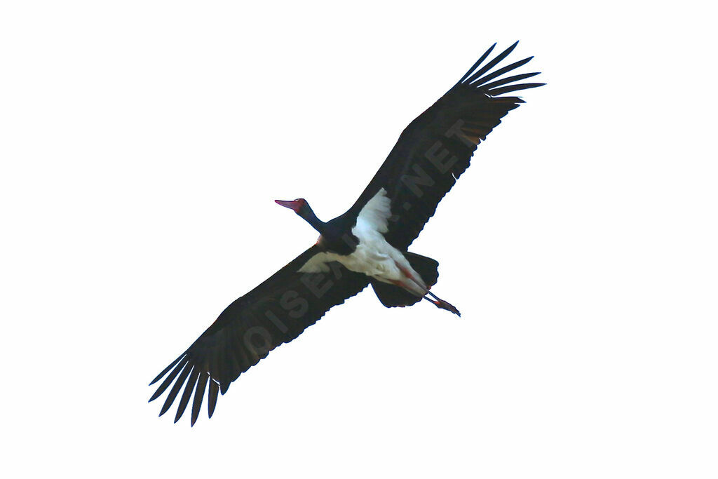 Black Stork